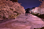 青森县弘前城外的运河。每年春季，这里会举办樱花节，游客纷至沓来，一睹花瓣铺满河面、有如粉色绒毯的胜景。