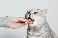 点击来源直接获取大图文件 |女人的手正在给猫喂干鸡心零食，宠物零食