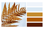 孤立的蕨类植物的分支。在一个调色板的自然叶背景，与互补的色板照片摄影图片
