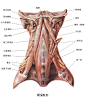鼻子外形结构图