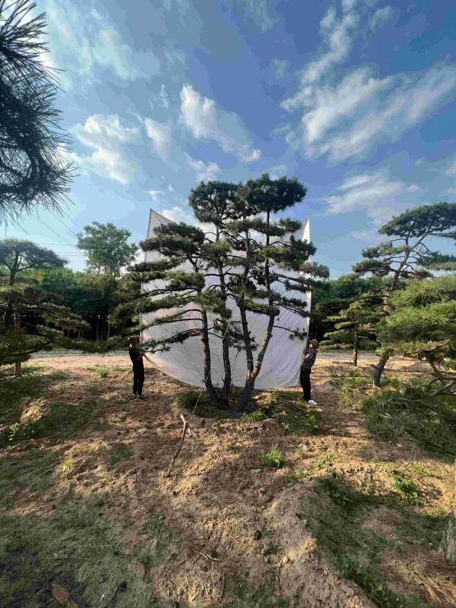 造型油松-花瓣网