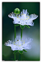 #花#