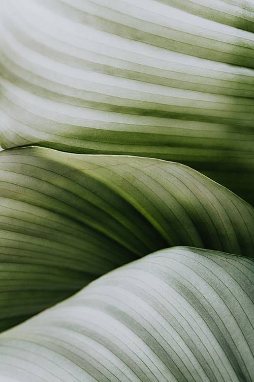 Macro Photography of...