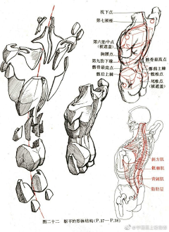 无真像采集到人体结构