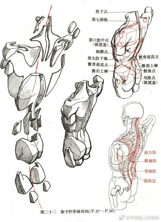 人体躯干四肢骨骼绘画练习参考！（年轻人，...