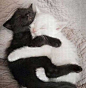 不管白猫还是黑猫，都是一对幸福猫！！