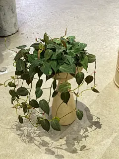 #暖驼色系列 #桌面盆栽 #植物花盆搭配 - 小红书