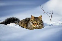 点击来源直接获取大图文件 |Cat walking in the snow in winter