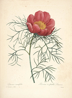yesigrid采集到Choix des plus belles fleurs