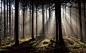 Forest by Peter Reinders on 500px