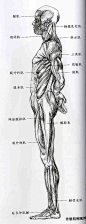 【图片】几张艺用解剖，骨骼肌肉，加强人体结构的塑造【cci吧】_百度贴吧