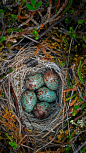 北极国家野生动物保护区内地面上的巢穴，美国阿拉斯加州 (© Mint Images/Offset)
也许当你想到春天的鸟巢时，你会想到许多鸟蛋在温暖的巢中等待孵化、这个巢在高大且足够安全的枝头的情景。但是在阿拉斯加，许多鸟儿喜欢把巢建在地面，搭巢、产卵、孵蛋都是在地面上进行的。如果你在阿拉斯加的北极国家野生动物保护区内徒步旅行，记得放轻脚步。