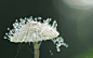 微距之美——沾满晨露的蘑菇