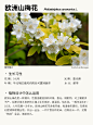 本期更新： #风车茉莉#黑眼苏珊#欧洲山梅花#珊瑚藤 #地被植物