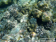 Wuyuhua1983采集到马尔代夫 水下珊瑚 浮