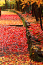 光明寺紅葉(600×900)