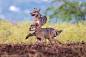 Three wolves play and jump over one another in a field.