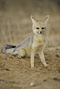 食肉目·犬科·狐亚科·狐属：南非银背狐