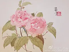 长筒、酢浆草、扶桑、杜鹃、山茶、深林勿忘草，你爱哪一个？（近期的水彩手绘植物）