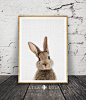 Rabbit Print, Nursery Wall Art, Woodlands Nursery Decor, Nursery Animal, Printable Woodlands Bunny, Rabbit Photo, Instant Digital Download by LILAxLOLA on Etsy https://www.etsy.com/listing/472009561/rabbit-print-nursery-wall-art-woodlands