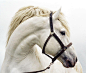 Fancy - Andalusian Horse
