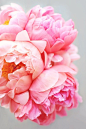 vibrant peonies... perfect summer palette