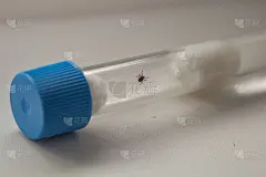 黏菌在试管中滴答。专注于一个小扁虱