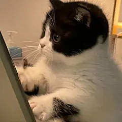 猫咪头像 - 高清图片，堆糖，美图壁纸兴趣社区