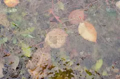 图像,霜,草,叶子,水坑,冰块,黄色,透明,秋天,多样