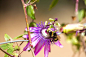 Violet flower of passionflower . Passiflora macro with bee. Blurry