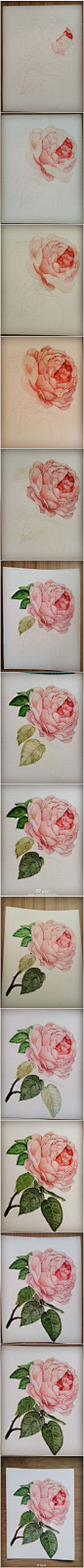 山茶花1