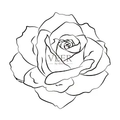 矢量白描玫瑰花插画图片素材
