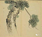 【松】
释名
《字说》松，百木之长，犹公，故字从公。《礼·礼器》如松柏之有心也，故贯四时而不改柯易叶。《史记·龟筴传》千岁之松，上有兔丝，下有茯苓。《摭遗》吴邓夫人伤脸，以琥珀屑灭痕。《注》琥珀，松脂入地千年所化。
诗句
淇水浟浟，桧楫松舟。 竹竿
山有桥松，隰有游龙。 山有扶苏
如松柏之茂，无不尔或承。 天保
如竹苞矣，如松茂矣。 斯干
茑与女萝，施于松柏。 頍弁
帝省其山，柞棫斯拔，松柏斯兑。 皇矣
徂来之松，新甫之柏，是断是度，是寻是尺。 閟宫
陟彼景山，松柏丸丸。 殷武