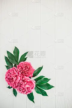 白色木质背景上的粉红牡丹组成节日的花朵。花的纹理模型。平躺，头顶，俯视图。垂直的名片。复古、复古的色