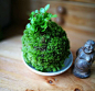 原创│书房放什么植物好？10分钟做一个超文艺的苔藓球