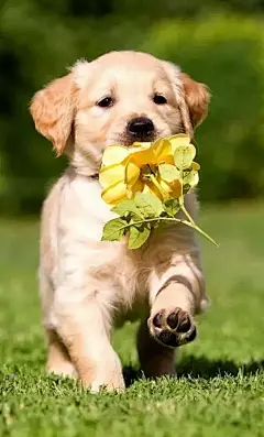 猫狗也爱花，太太太有爱了！