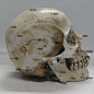 树脂骷髅头艺用人体头骨模型美术医用人体肌肉骨骼解剖结构人头骨-淘宝网