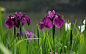 旖旎紫色花卉菖蒲桌面壁纸 2560x1600