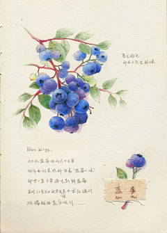 丁点虹采集到花