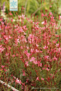 紫叶山桃草 Gaura lindheimeri Engelm. et Gray 'Crimson Butterflies' 中国植物图像库