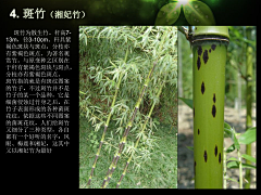 —MZH采集到Z—植物意向图—爬藤植物、竹子