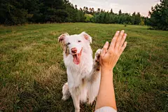点击来源直接获取大图文件 |美丽的澳大利亚牧羊犬红陨石色向主人伸出爪子击掌 人与狗的友谊