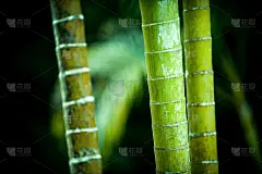 热带背景，夏日壁纸