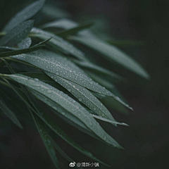 寂行且听采集到静物