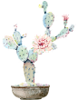 Cactus, Torn, Green, Flower