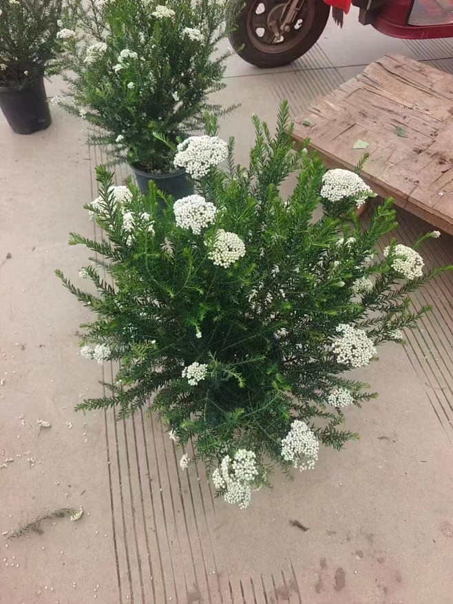 米花