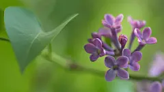 清雅的丁香花图片电脑桌面壁纸鲜花桌面壁纸3