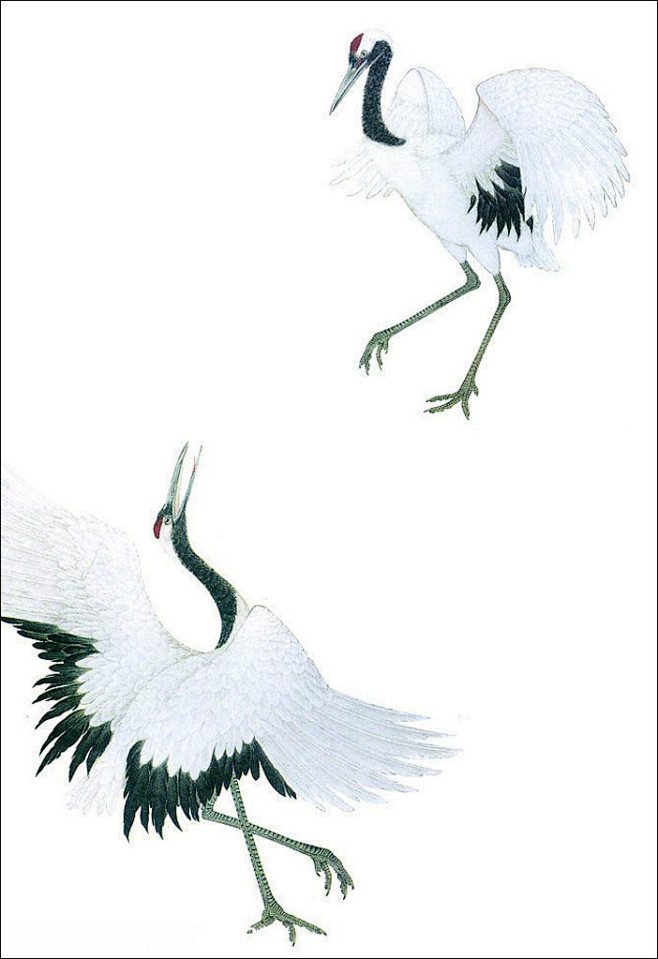 唯美的花鸟鱼工笔画 (鹤)