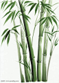 国画竹子_百度图片搜索