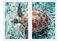 Green Sea Turtle Diptych